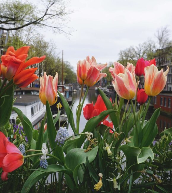 Out of her Shell - 5 giorni ad Amsterdam e dintorni