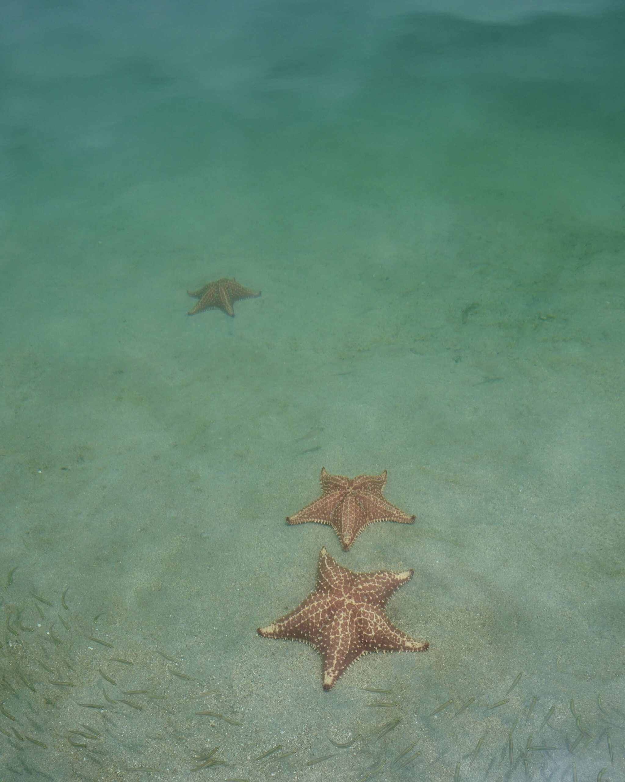 Viaggio a Bocas del Toro - Le spiagge più belle: Playa Estrella | Out of her Shell