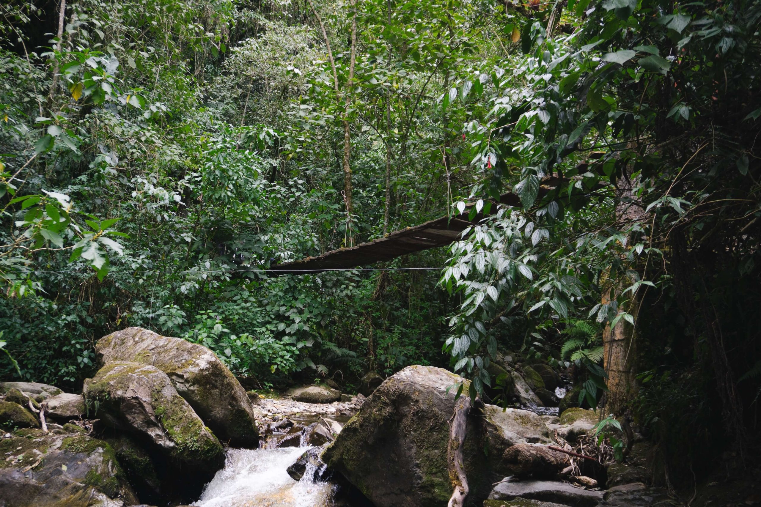 Itinerario di viaggio in Colombia: Valle del Cocora - trekking lungo