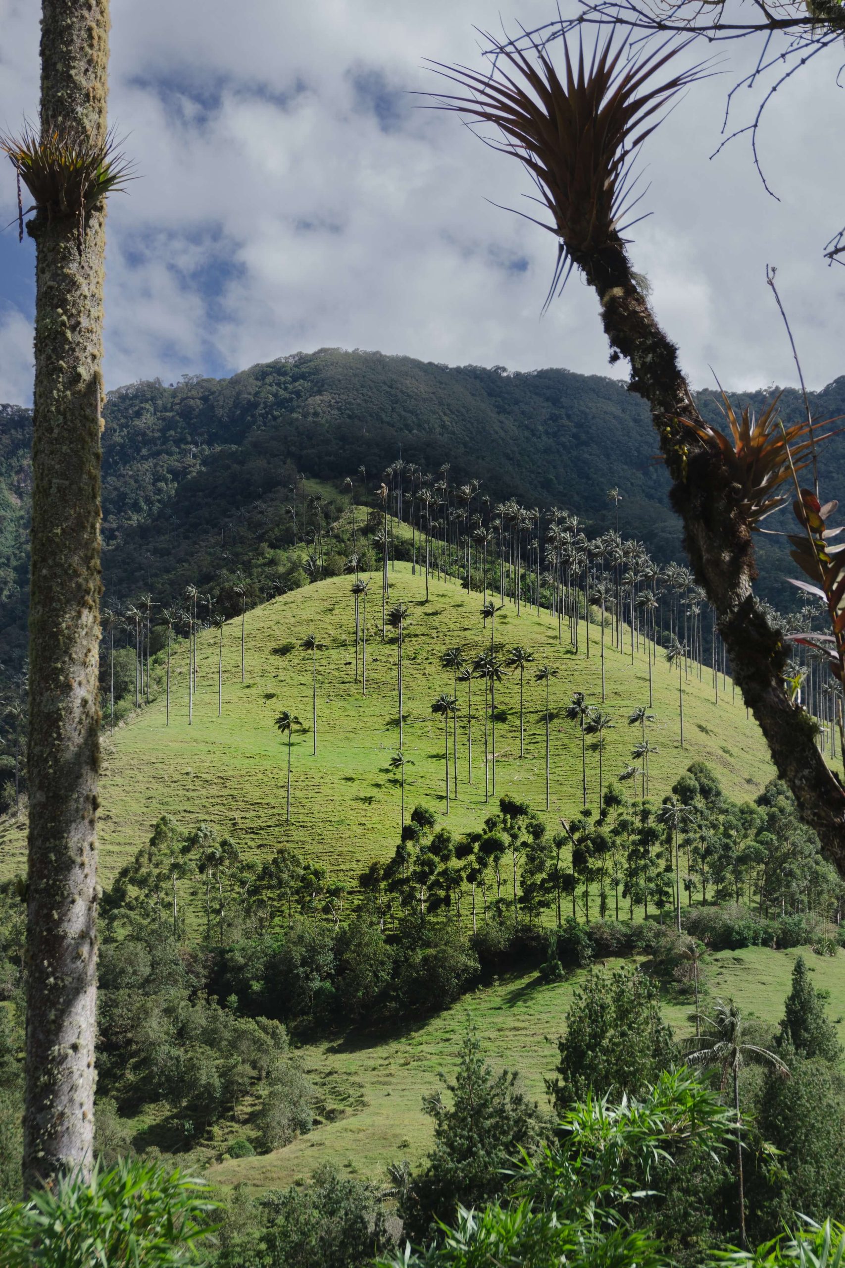 Cosa vedere in Colombia: Valle del Cocora