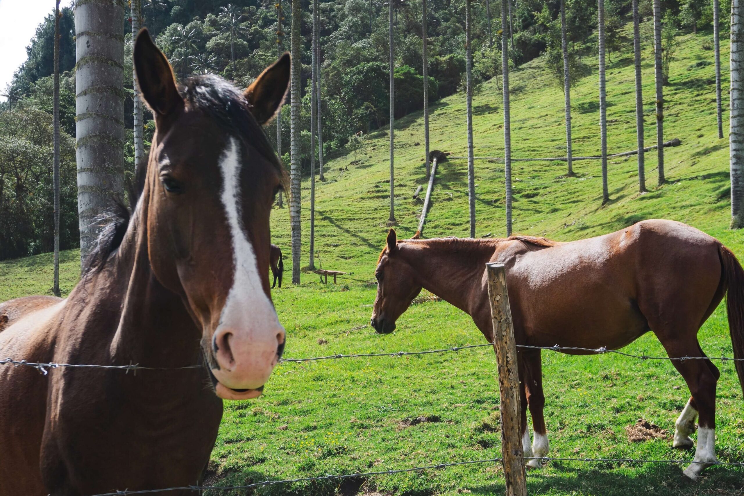 Trekking Valle del Cocora