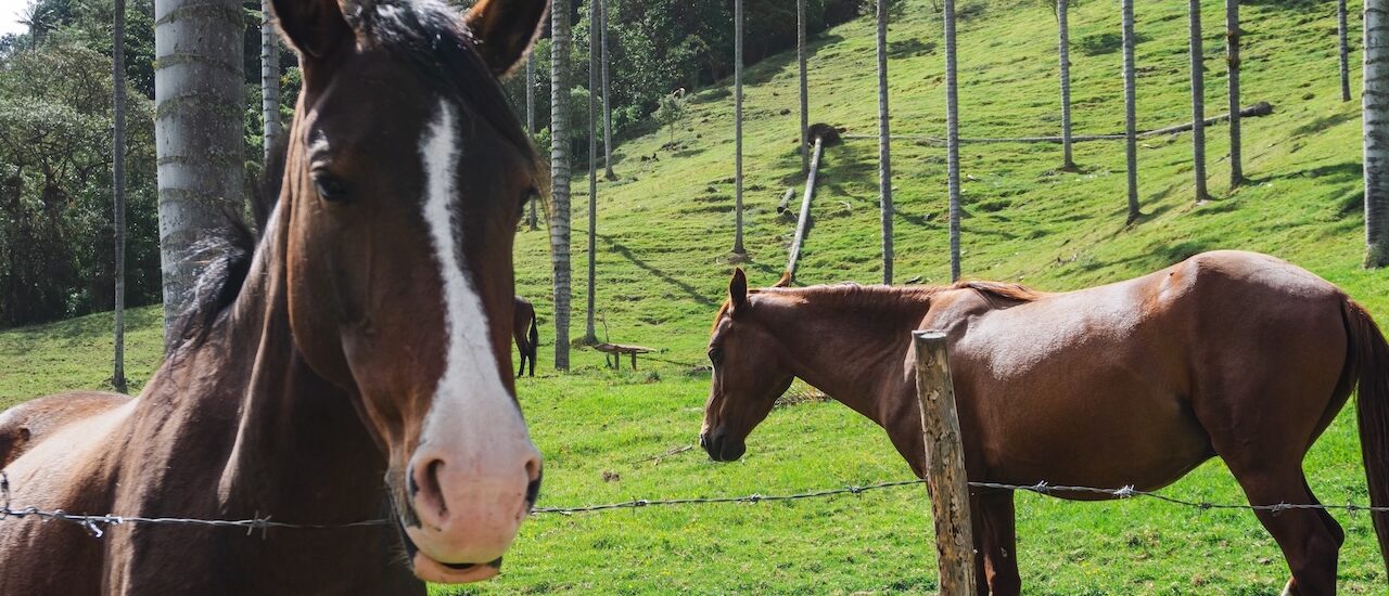 Valle del Cocora, Colombia: come visitarla
