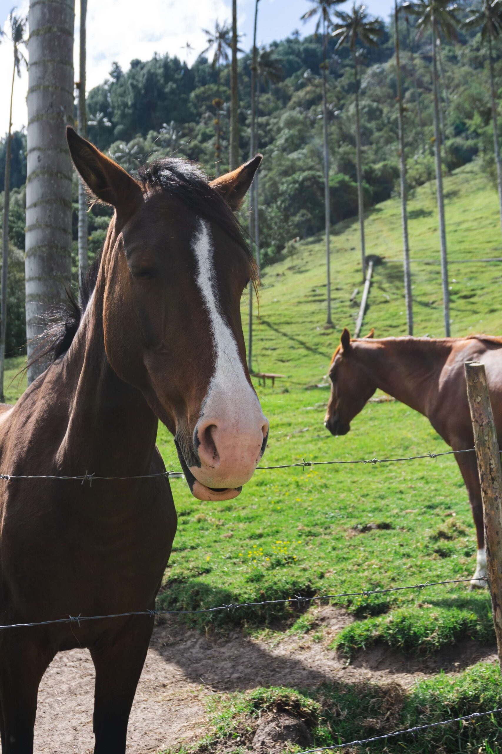 Valle del Cocora: come arrivare
