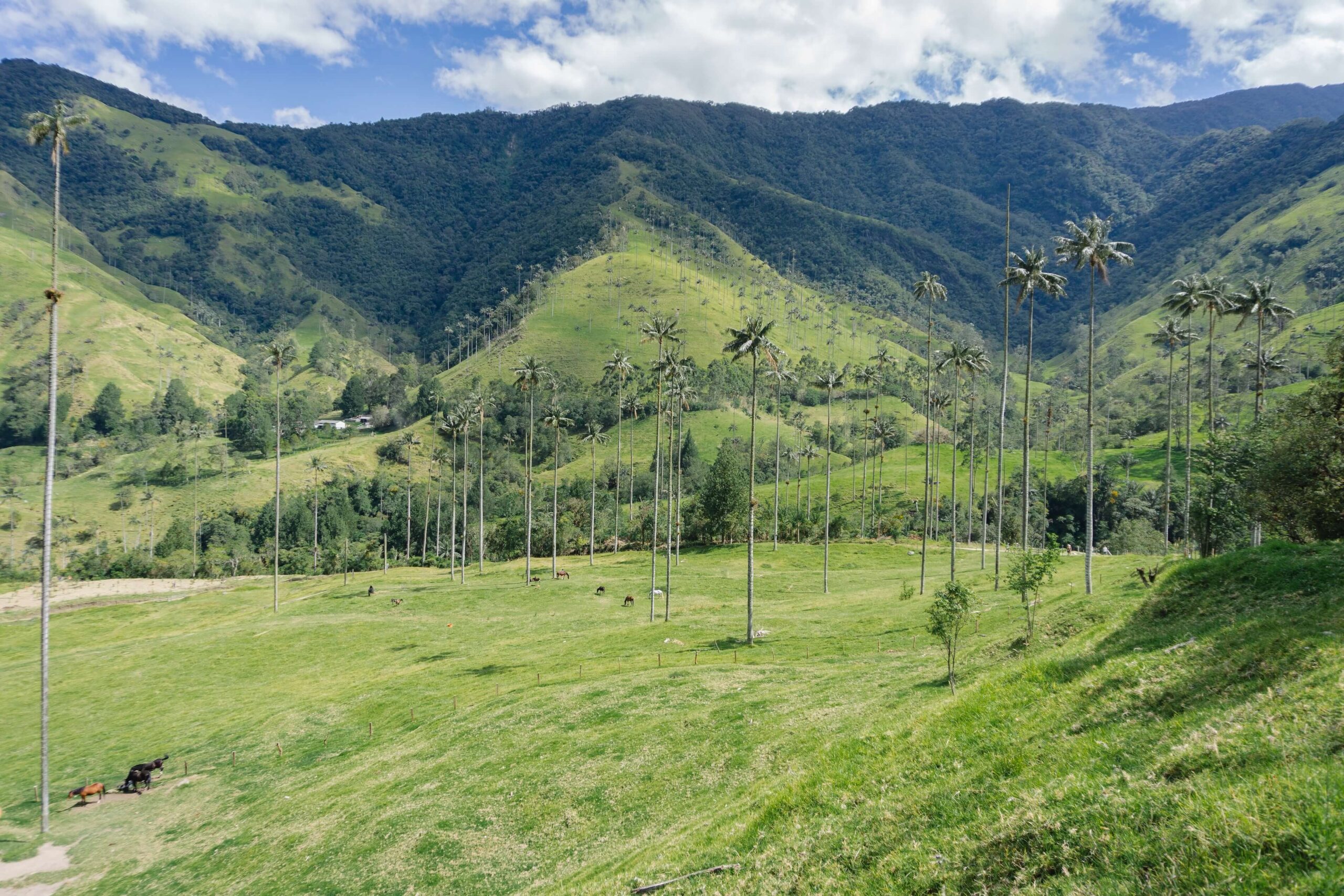 Tutto quello che devi sapere per visitare la Valle del Cocora
