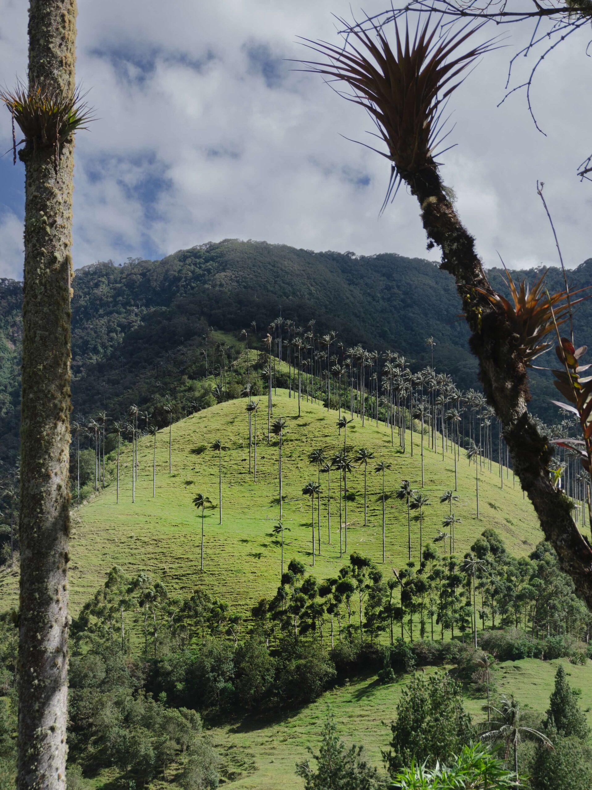 Valle del Cocora: come arrivare e cosa vedere
